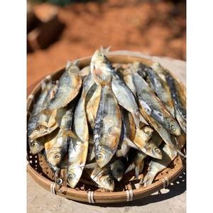 Meilleure vente au Vietnam - 100% hareng séché naturel avec le meilleur prix et la qualité supérieure - Product Image 3