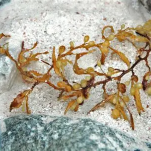 PREMIUM QUALITY SARGASSUM SEAWEED <b>POWDER</b> 100 PERCENT NATURAL - Product Image 3
