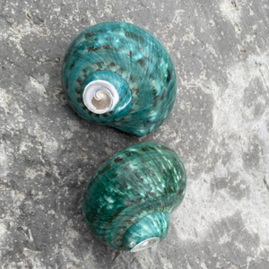 Concha de perla natural de océano, Concha \ conchas brillantes decorativas para diseño de mesa y pared - Product Image 6