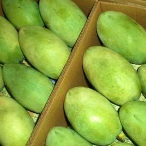 Mango Orgánico Puro y Natural de Grado AA 100% a Granel - Product Image 5