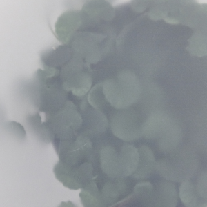 Bálsamo hidratante de ceramida, extracto de Centella Asiatica para hidratación intensa y reparación de barrera de piel sensible calmante orgánica - Product Image 3