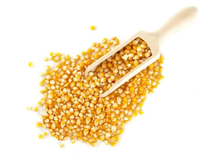 ข้าวโพดสีเหลืองแบบไม่ใช่ GMO สำหรับบริโภคของมนุษย์และสัตว์ในปริมาณมาก - Product Image 3