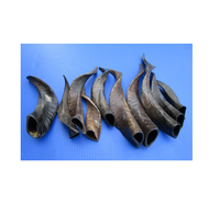 Par de cuernos de cabra Natura Shofar Oferta emocionante Cuerno de Rosh Hashanah para tamaño personalizado Precio barato con venta