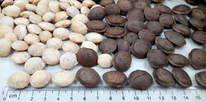 Frutos secos de Sachi Inchi, Sacha inchi de Vietnam, gran oferta, precio bajo - Product Image 5