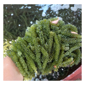 Raisins de mer naturels séchés Caulerpa Lentillifera algues marines légumes déshydratés mousse de mer sèche produit comestible utilisation à l'exportation - Product Image 6