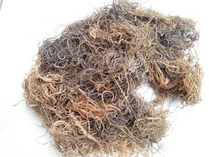 สาหร่ายกราซิลารีอาแห้งจากเวียดนาม ราคาดี - Product Image 4