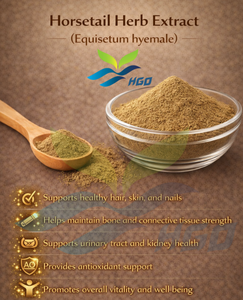Extrait d'herbe de cheval (Equisetum Hyemale) pur et naturel de qualité alimentaire, fourni directement par l'usine HGO, rapports d'extraction 5:1, 10:1, 20:1 - Product Image 3