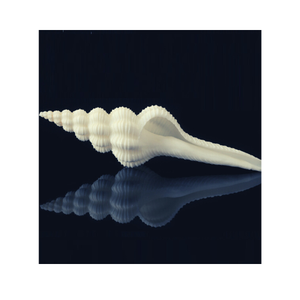 เปลือกหอยสังข์ธรรมชาติขนาดใหญ่99GD ขัดเงาสไตล์สัตว์การตกแต่งที่ยอดเยี่ยมในราคาสุดคุ้ม - Product Image 2