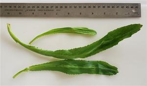 Fábrica de hojas secas de cilantro de Vietnam, hoja aromática seca, hoja de cilantro seca, precio competitivo - Product Image 2