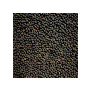 Clean vetch <b>seeds</b> <b>packed</b> for export to international farming and <b>seed</b> markets - Product Image 3