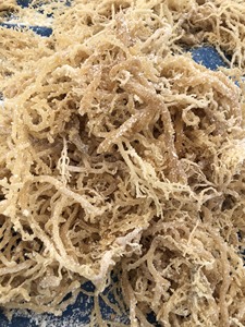 อิริชมอสแห้งออร์แกนิก / สาหร่าย Cottonii / สาหร่าย Eucheuma Cottonii - Product Image 3