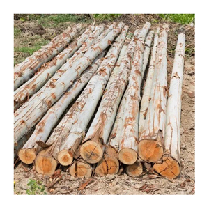 Grumes d'eucalyptus en vrac prêtes à être expédiées aux détaillants et fabricants mondiaux - Product Image 1
