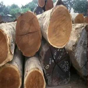 出售欧洲核桃原木和木材/法国高密度和欧洲白桦木原木