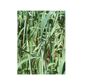 Acheter du foin d'avoine frais à vendre à bas prix, foin de qualité supérieure idéal pour les petits animaux de compagnie comme les lapins et les cochons d'Inde - Product Image 3