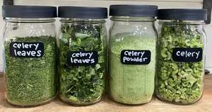 APIO SECO DE CALIDAD PREMIUM/ESTÁNDAR DE EXPORTACIÓN/PERFECTO PARA COCINA GOURMET Y COMERCIO AL POR MAYOR - Product Image 6