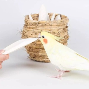 Fourniture en vrac d'os de seiche séchés à prix compétitif os de seiche secs et propres pour jouet à mâcher pour oiseaux - Product Image 2