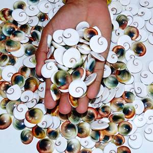 Calidad Natural Shiva Eye Loose Gemstone Cabochon Loose Gemstone Venta al por mayor Lot Mix Shape and Fine Gemstone Use Fabricación de joyas - Product Image 6