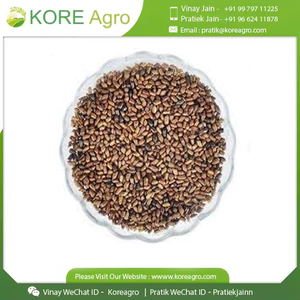 100% semillas secas naturales de Cassia Tora Extracto de hierbas y extracto de semillas cultivo salvaje producto puro - Product Image 2