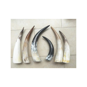Cuerno de vaca a precio de descuento disponible para suministro a granel con entrega rápida - Product Image 5