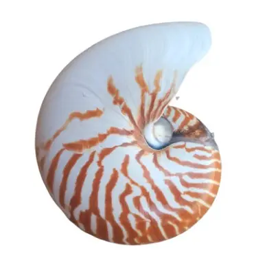 CHEAP PRICE CHAMBERED NAUTILUS SHELL/ NATURAL SEASHELL / CONCH SHELL FROM VIETNAM FOR EXPORTING