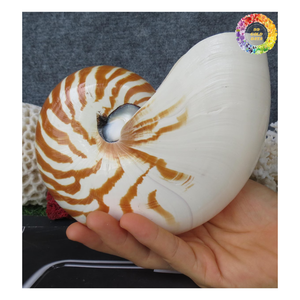 Decoración de lujo Raw/Pulido Cámara Nautilus Shell-Pulido Decorativo Tigre Nautilus Shell para la decoración - Product Image 1