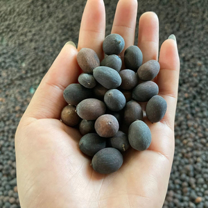 Premium Vietnam Vrac Vente en Gros Graines de Lotus Frais Prix Attrayant Distribution sur le Marché International Agriculture Durée de Conservation de 6 Mois - Product Image 1