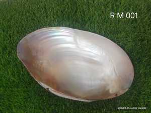 เปลือกหอยวัวเสือธรรมชาติขนาด1นิ้วเหมาะสำหรับนักออกแบบเครื่องประดับและร้านขายลูกปัดสำหรับจำหน่ายต่อในหลากหลายขนาด - Product Image 2