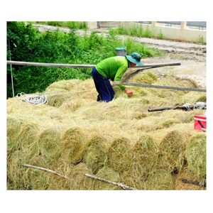 Precio al por mayor, proveedor de arroz, paja, alimentación animal, existencias a granel con envío rápido en Vietnam - Product Image 5