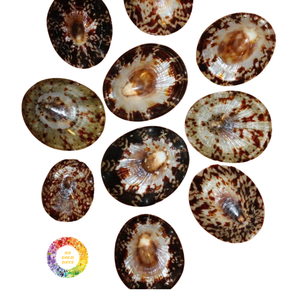 เปลือกหอยรูปวงรีขัดเงาของเวียดนามสำหรับการออกแบบชายฝั่งที่สร้างสรรค์เหมาะสำหรับร้านค้างานฝีมือ - Product Image 6