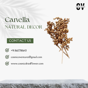 Canella popular de calidad superior para bodas, eventos en casa, decoración de oficina y arreglo de flores secas DIY - Product Image 3