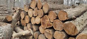 Différentes tailles de pieux en bois d'eucalyptus utilisés dans les fournitures de construction et de jardin - Product Image 4