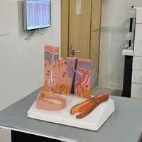 Modèle d'anatomie de la peau humaine agrandi 50 fois, structure microscopique, fibres des cheveux et des ongles, matériau de marque CISCO pour la science médicale