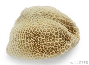 EXPORTACIÓN CALIDAD HALAL CARNE CONGELADA OMASUM - Product Image 3