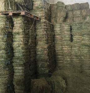 Pellets de heno Timothy y heno de alfalfa en fardos, el mejor alimento para peces, alimento para animales con un precio económico - Product Image 5