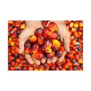 Huile de palmiste raffinée de qualité supérieure, pressée à froid, biologique, couleur dorée, haute stabilité thermique, adaptée à la friture, qualité commerciale en vrac - Product Image 2