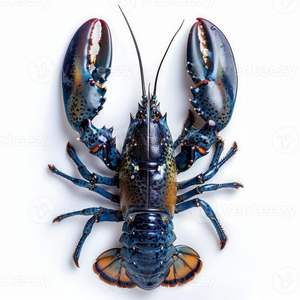 Homards frais congelés, homards crus, homards vivants avec la plus haute qualité d'exportation - Product Image 4