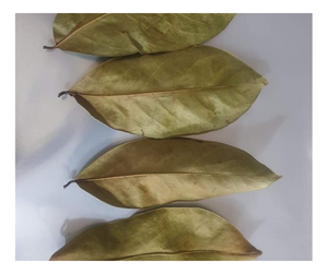 Hojas secas de Guanábana de gran venta: secadas al sol, recolectadas salvajes, de alto grado, ingrediente de té a granel, entrega rápida/hoja de Guanábana seca - Product Image 2