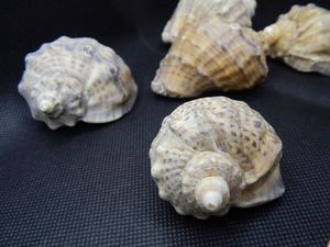 MEJORES OPCIONES DIY NATURAL Seashell RAPANA SHELL -DIY Seashell para cultivar pulpo calamar Buho - Product Image 2