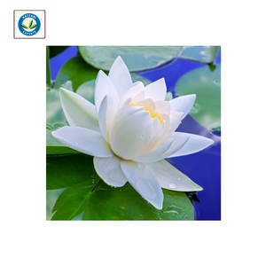 Aceite esencial de loto orgánico Natural puro 100%, precio al por mayor, extracto de flor de loto, aceite absoluto, aceite esencial multiusos - Product Image 3