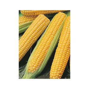 Maíz Amarillo Seco No Transgénico para Consumo Animal y Humano, Maíz Glutinoso de Alta Calidad y Alto Contenido Proteico - Product Image 3