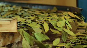 Tốt nhất người bán tự nhiên Nguyệt Quế bay lá khô AD RAW 5-10cm Thổ Nhĩ Kỳ Xuất xứ tay lựa chọn duy nhất gia vị & các loại thảo mộc với hộp đóng gói - Product Image 2