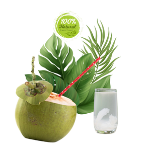 Dulzura Pura, Coco Fresco Vietnamita, Alimento Natural Premium para la Salud, 12-13 cm, Producto Agrícola - Product Image 6