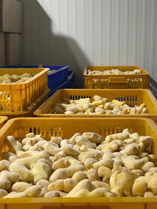 Gingembre congelé produit à partir de racines de haute qualité pour les besoins de la cuisine commerciale en provenance du Vietnam par 99 Gold Data - Product Image 6