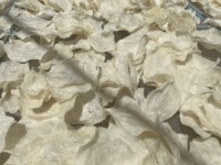 MAW DE PESCADO DE LUBINA SECA DE ALTA CALIDAD MAW DE PESCADO DE PANGASIUS SECA LING FISH MAWS-El mejor precio competitivo
