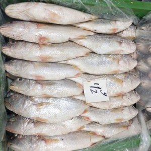 ปลาคร็อกเกอร์เงินแช่แข็ง ปลาเหลือง ขาย - Product Image 3