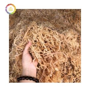 Proveedor Confiable de Musgo Irlandés Seco que Ofrece Suministro al por Mayor y Exportación, Tipo de Cultivo Común, Empaquetado a Granel - Product Image 1