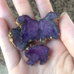 Gingembre séché entier noir Origine Vietnam Gingembre de printemps meilleure qualité Gingembre frais de haute qualité - Product Image 1