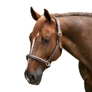 Licou de cheval équestre au design italien avec logo personnalisé Équipement d'entraînement de cheval en cuir neuf à des prix compétitifs - Product Image 3