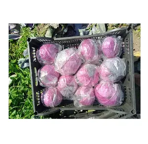 2023 New Crop Beste Qualität Bestseller Frisches Gemüse Rotkohl für den Großhandel Kauf aus Ägypten