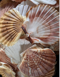 หอยเชลล์สะอาดสำหรับใช้ตกแต่งและทำอาหาร - Product Image 3